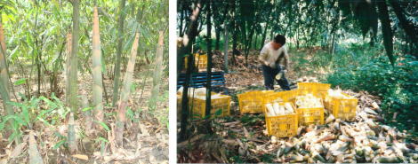 Harvest of menma material